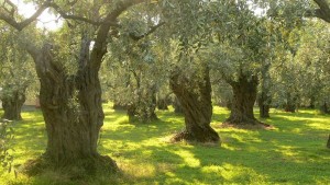 ελαιόδενδρα